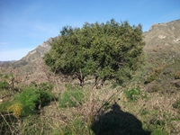 Monte Mojo